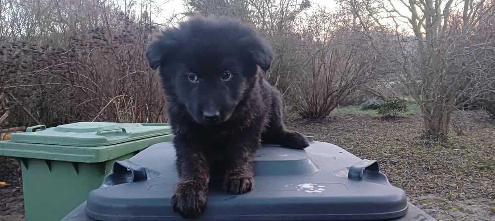 Pieski szukają nowego domu