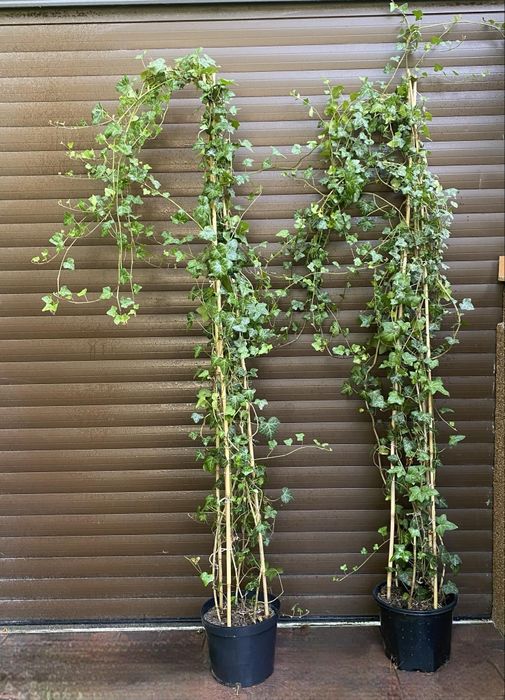 Bluszcz Hedera Helix 200-300cm