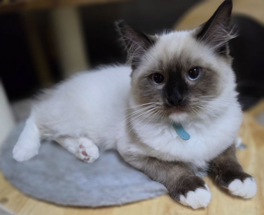Śliczny kocurek ragdoll
