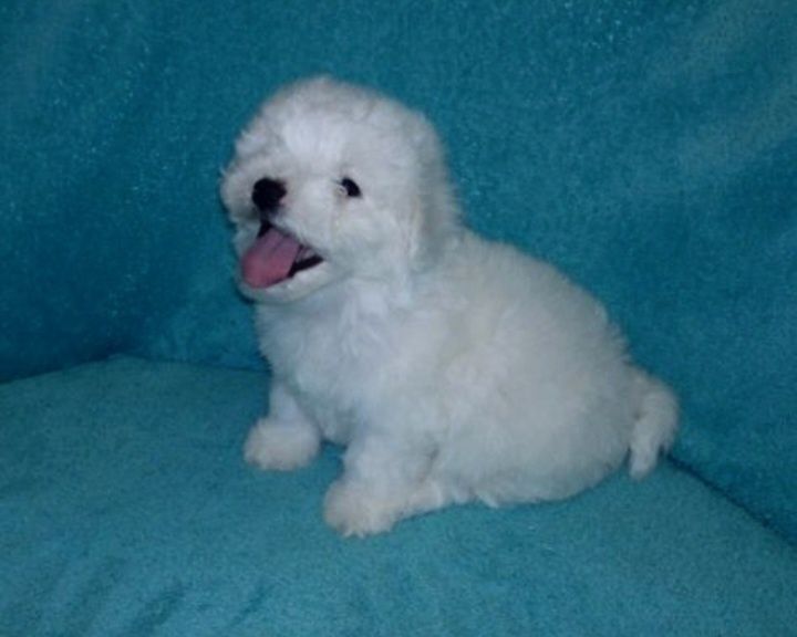 Дівчинка білосніжка