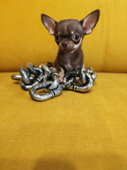 Chihuahua  piesek mini xxs czekoladowy podpalany  juz do odbioru