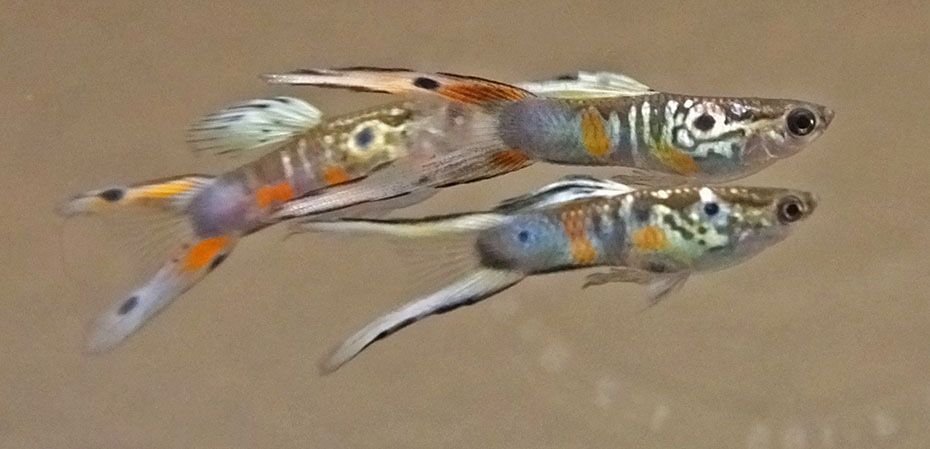 Gupik szmaragd Wiedenski dwumiecz