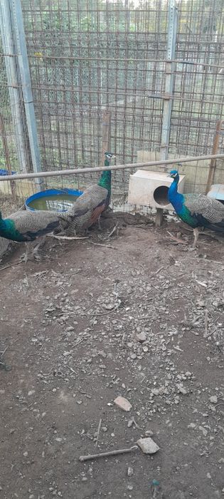 Pavões machos Azuis