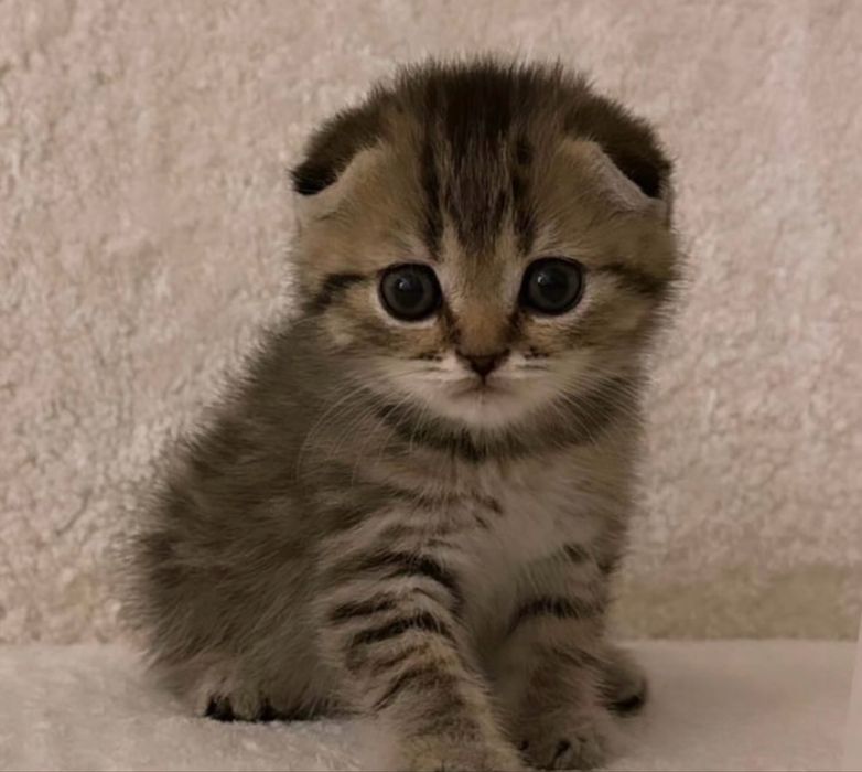 Продаются милые котята!