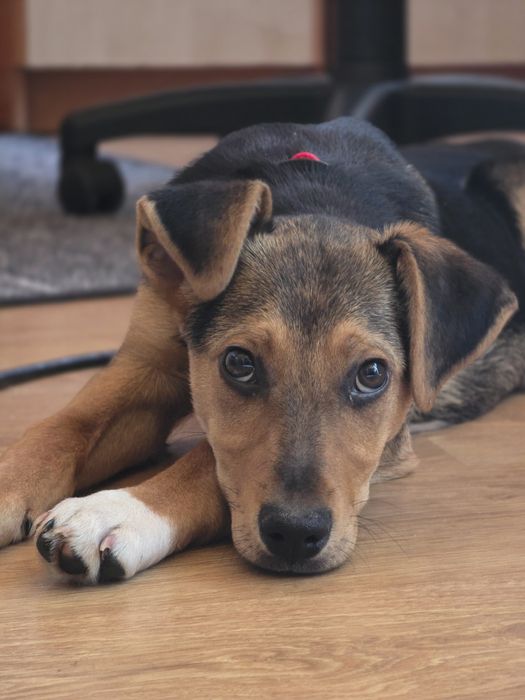 Czteromiesięczna Oleńka szuka domu !