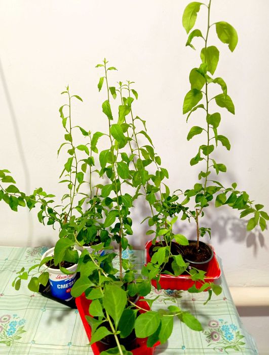 Годжи, сорт Сахарный Гигант