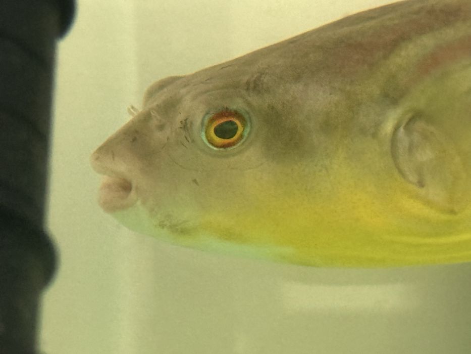 Продам тетрадона Фахака (Tetraodon fahaka), 20 см