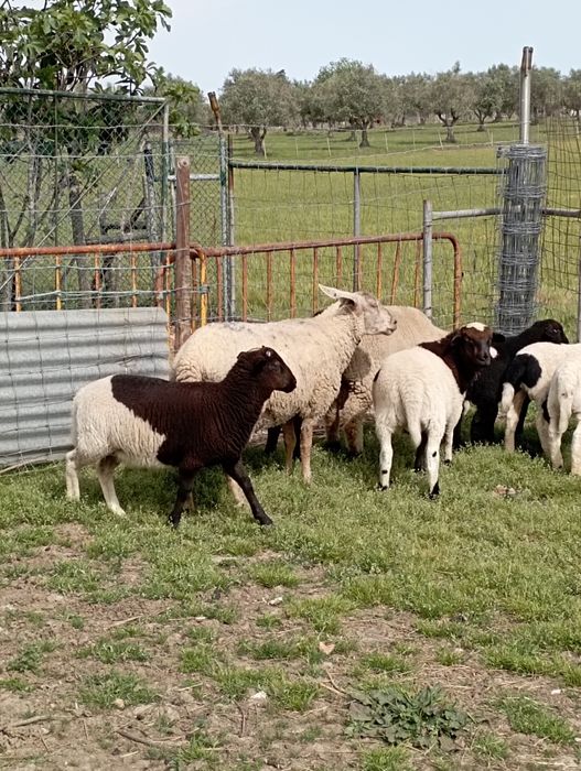 Borregos Dorper machos e meninos preto