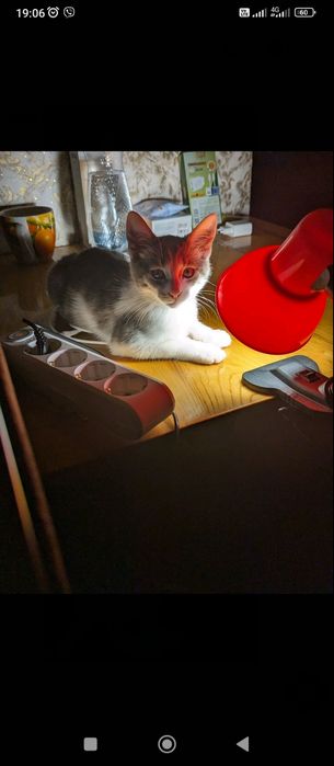 Отдам бесплатно котенка