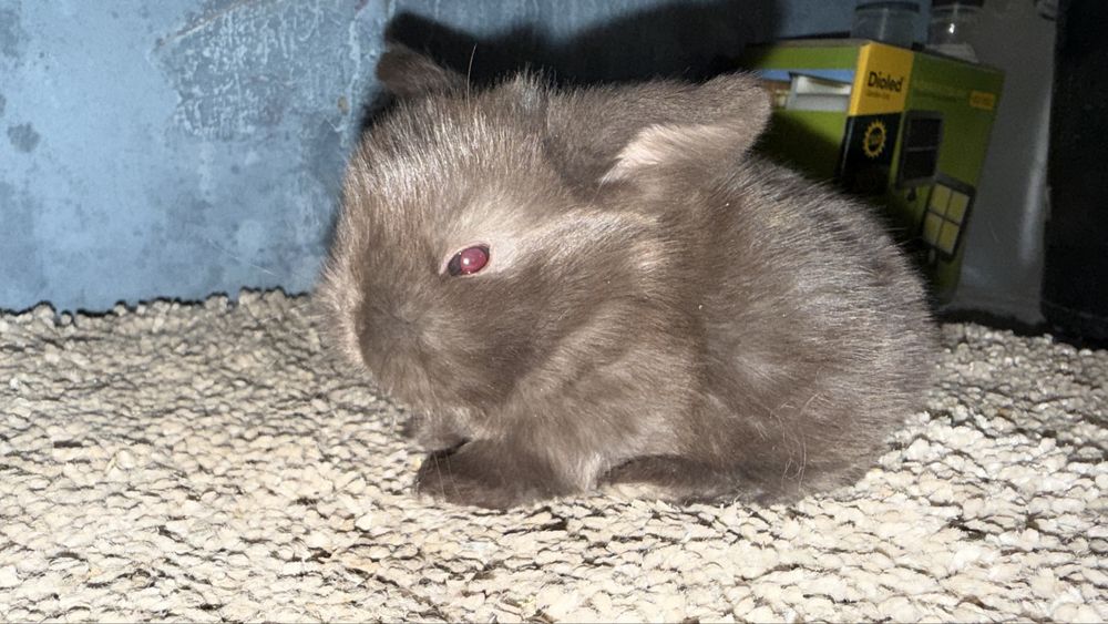 Mini Lop Królik Miniaturowy Mini Lopy