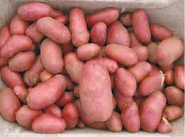 Ziemniaki Melodia, Gala, Tajfun, Bellarosa. Sprzedaż jedynie wysyłkowa