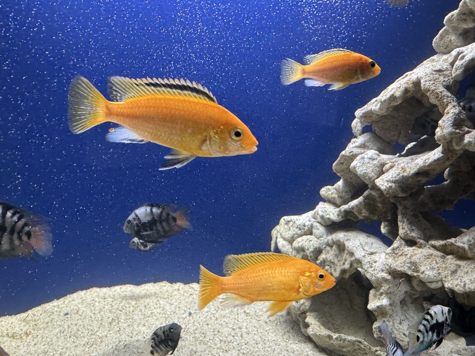 Продам рибок цихлід та сомів