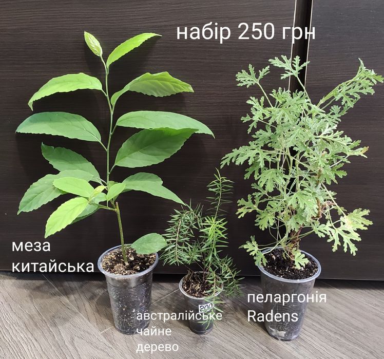 Комнатные декоративнолиственные растения