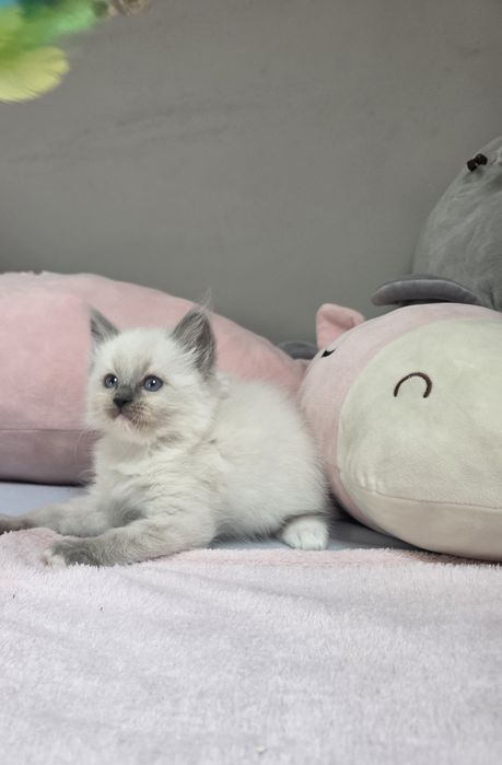 Choco Nat-Heaven*PL - Ragdoll Blue Mitted | Rodowód FIFe FPL