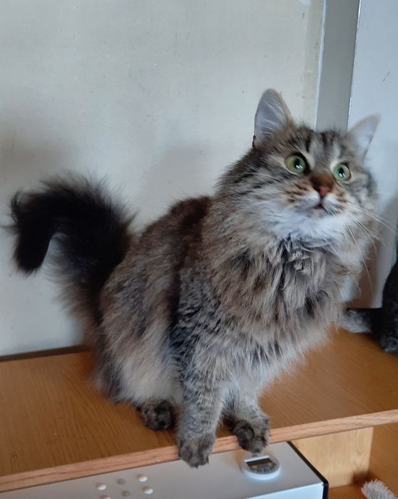 Стерилизованые котики и кошечки ищт семью