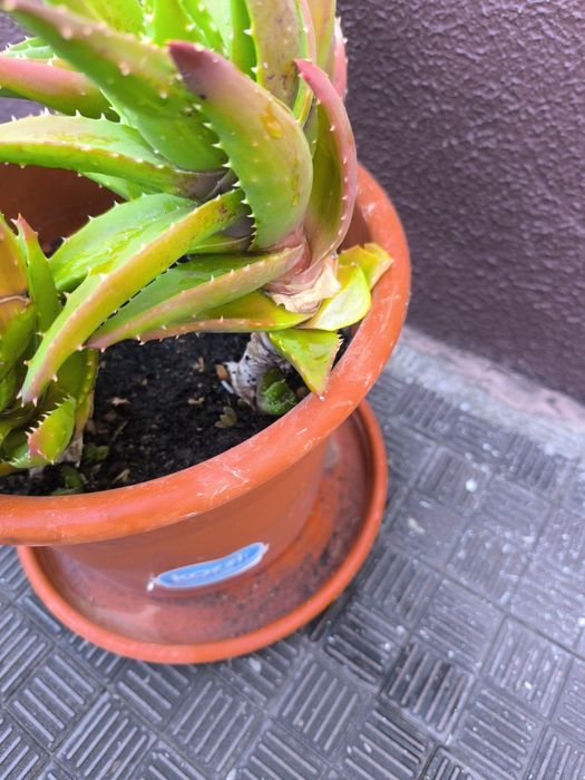 Suculenta. Cacto brevifolia. Planta medicinal. Família espécie Aloe Vera.