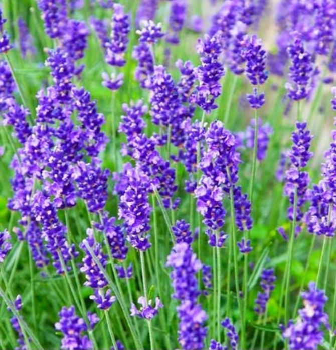 Лаванда однорічні саджанці