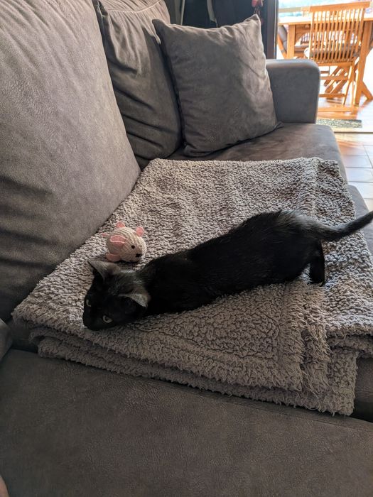 Preciso de uma família! Gata para adoção 2 meses