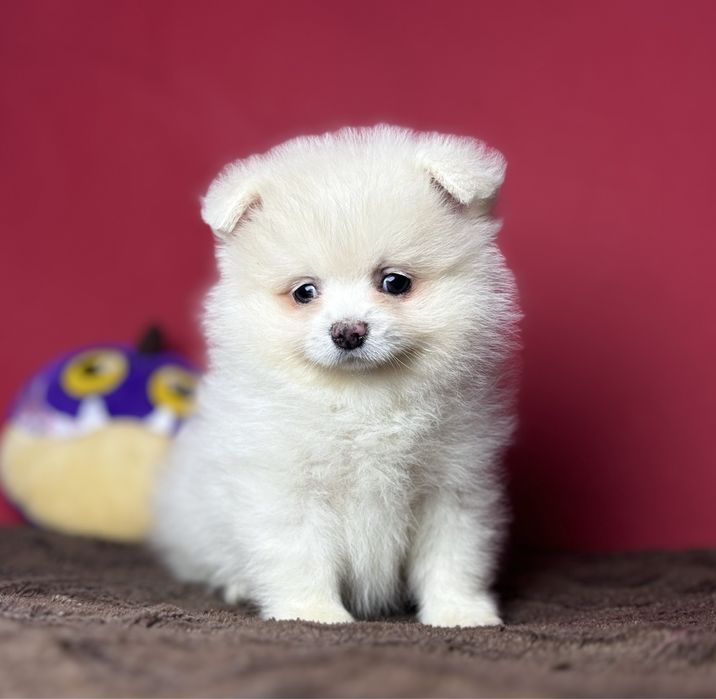 Хлопчик померашка