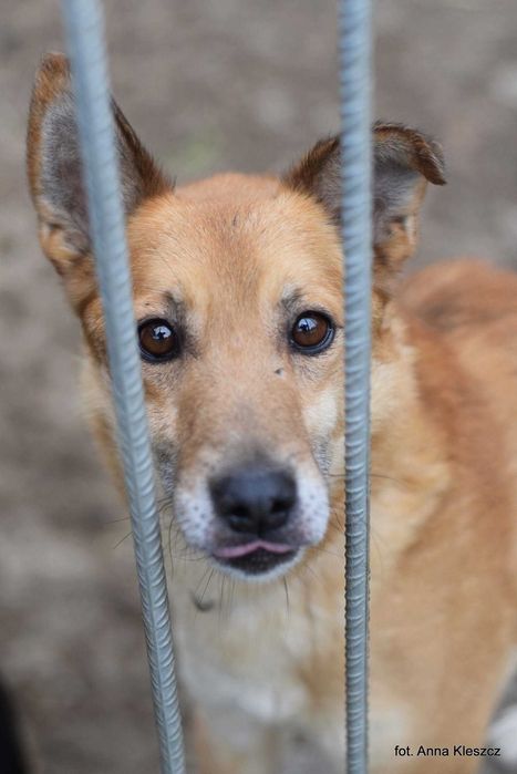 Kaki | 6 lat | 13 kg | pies do adopcji | Toruń