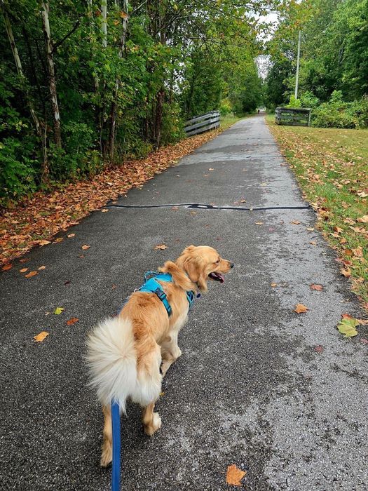 Dog Walking