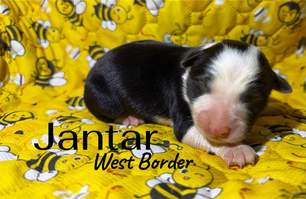 Piesek Border Collie