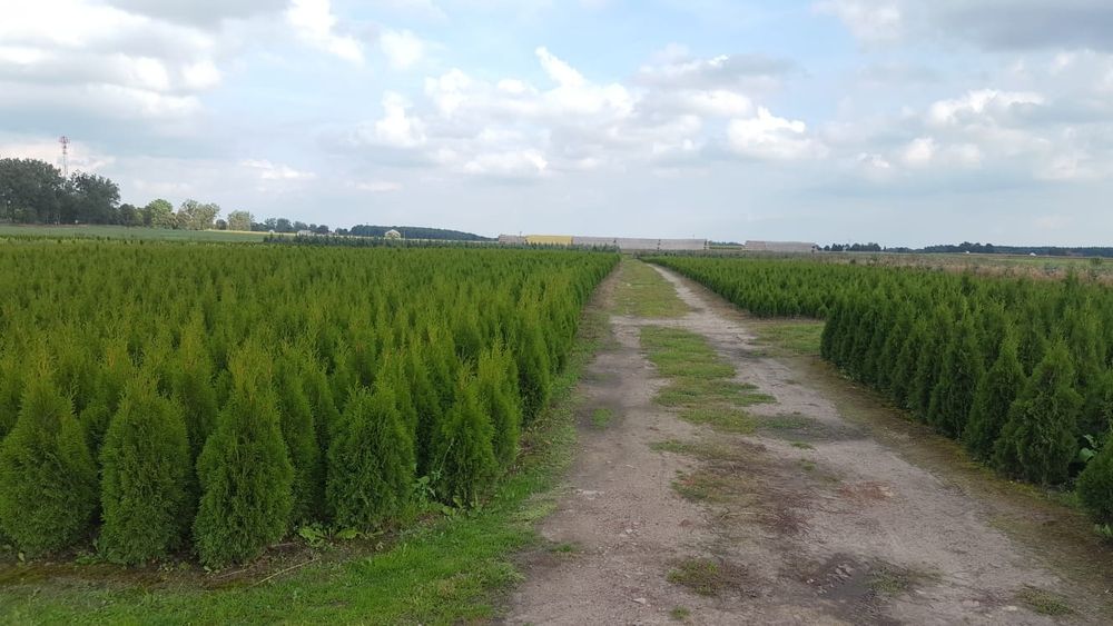 Tuja, tuje szmaragd wysokość 1.10m-1.20m. Szkółka Krupocin.