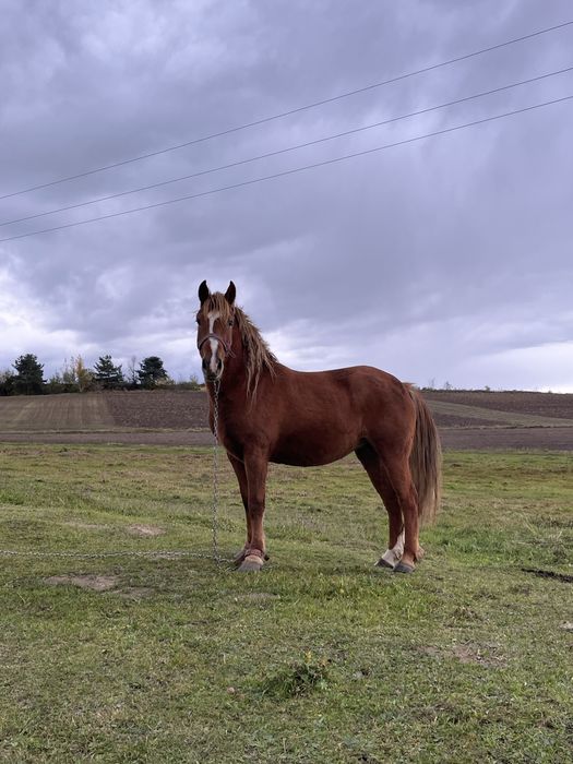 Пподаються дві лошиці