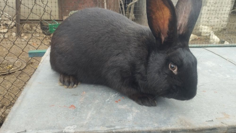 Продам кролів вакцинованих