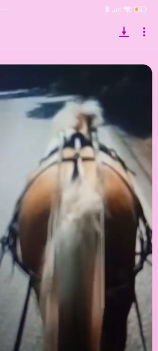 Vendo mini égua com 6 anos