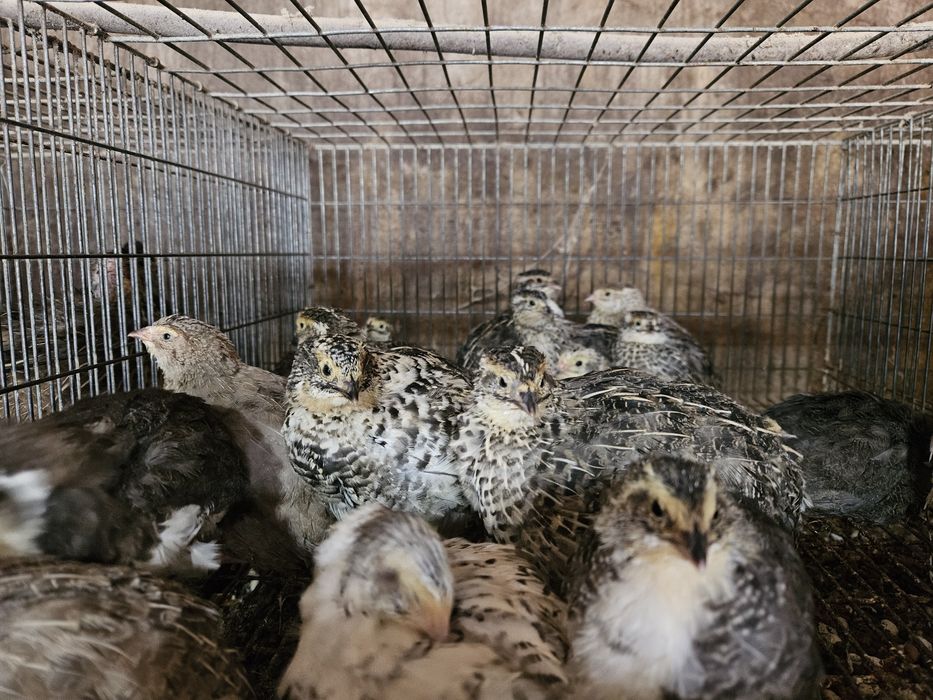 Codornizes com 5/6 semanas