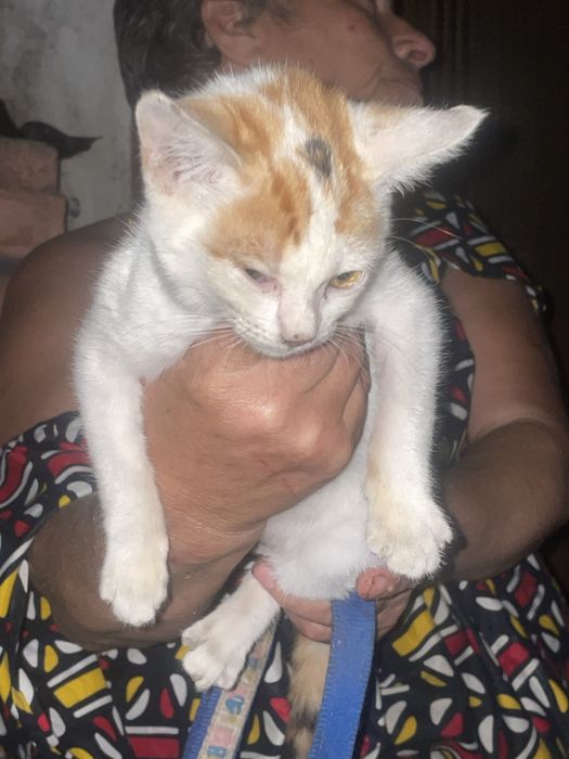 Caozinho e gatinha