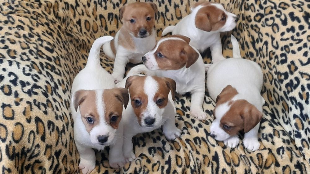 Jack Russell Terrier piesek