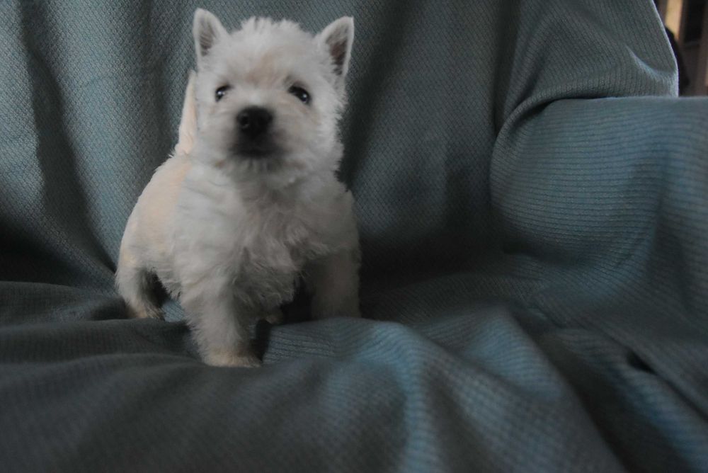 west highland white terrier