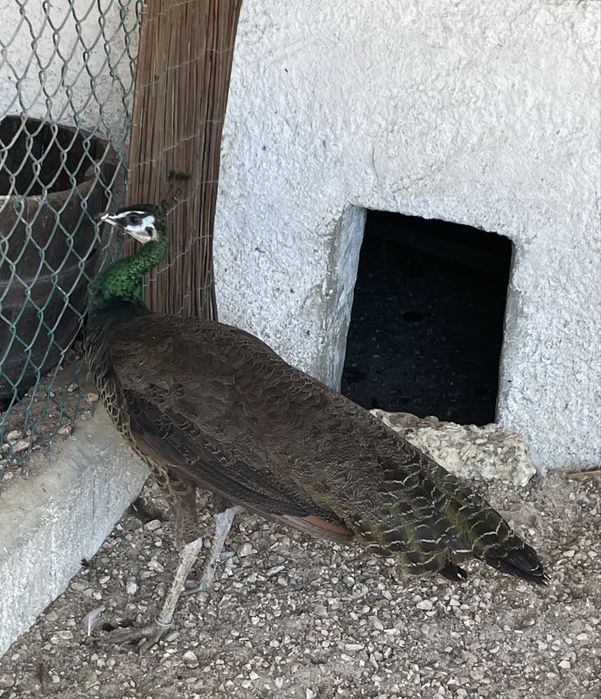 Casal - Pavões spalding (Pavo cristatus X Pavo muticus)