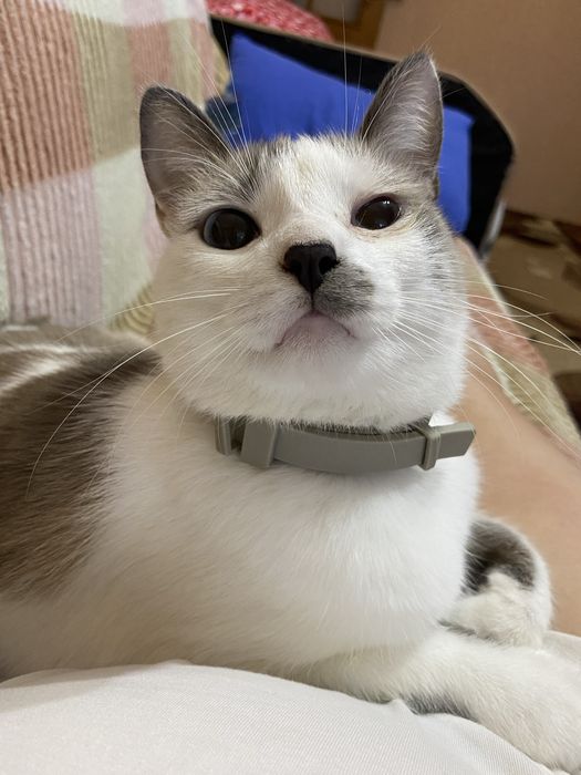 Віддам котика у добрі руки