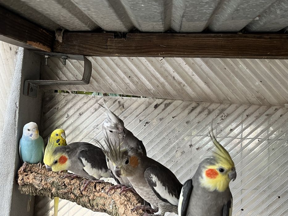 Varios piriquitos para venda