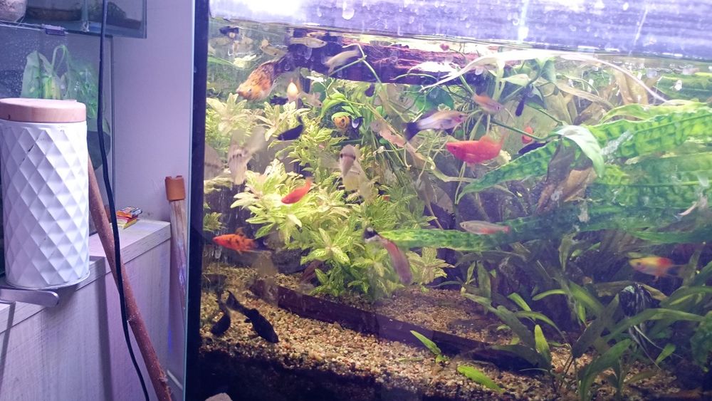 Ryby akwariowe zmiana obsady