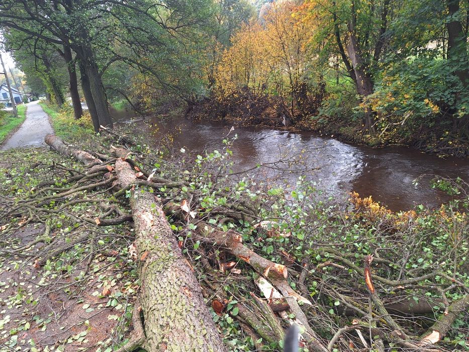 Wycinka Drzew z gruntu