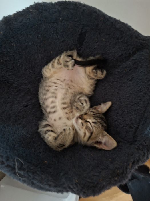 Gatas para adoção
