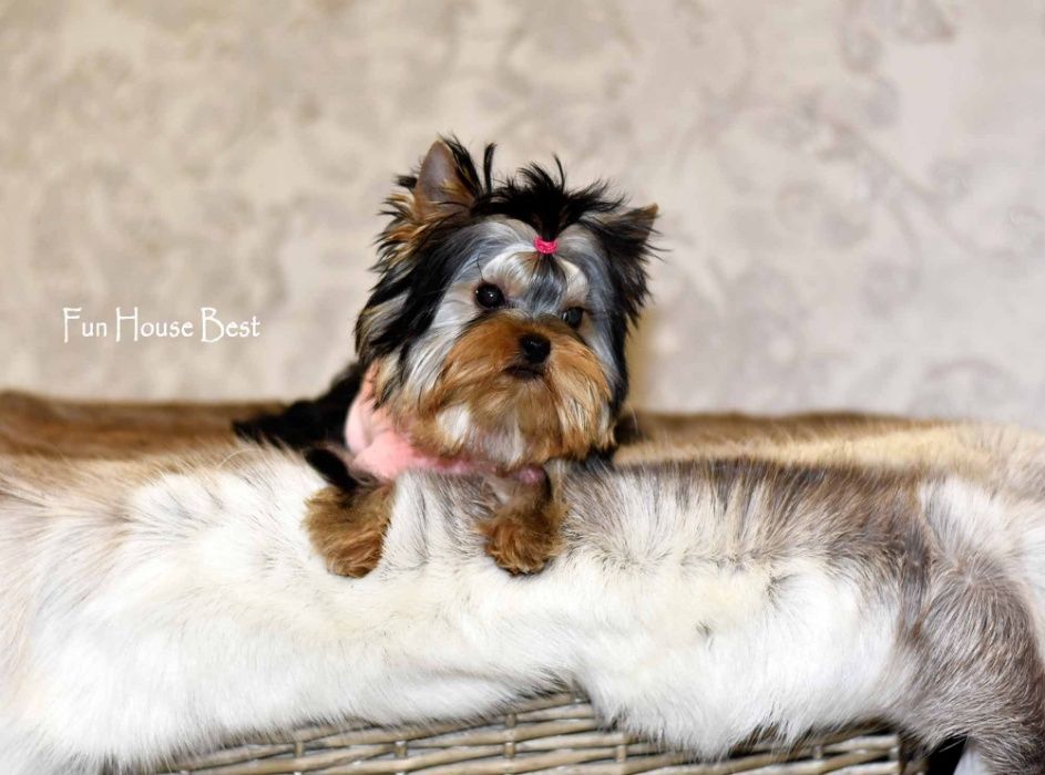 100 % эксклюзивчик - экстра мини девочка йорк!