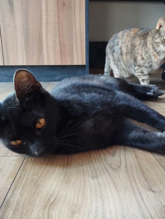 Mijusia śliczna kotka do adopcji