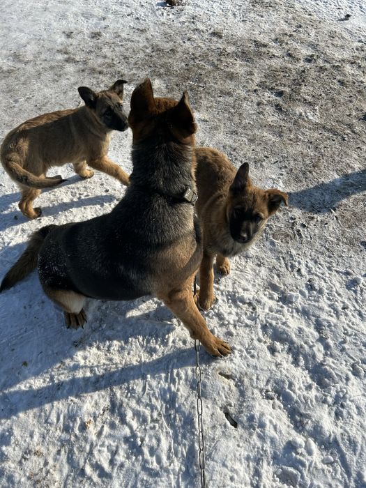 Продам собаку породи (Овчарка)