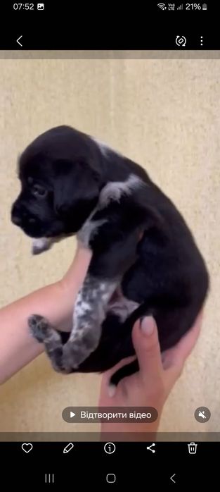 Продам цуценят стаффа