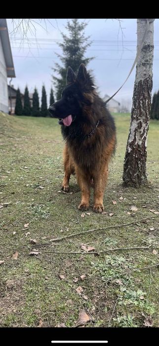 Owczarek niemiecki szczeniak