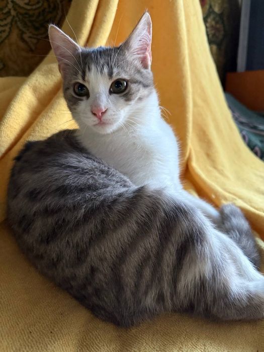 Котята ищут любящую семью