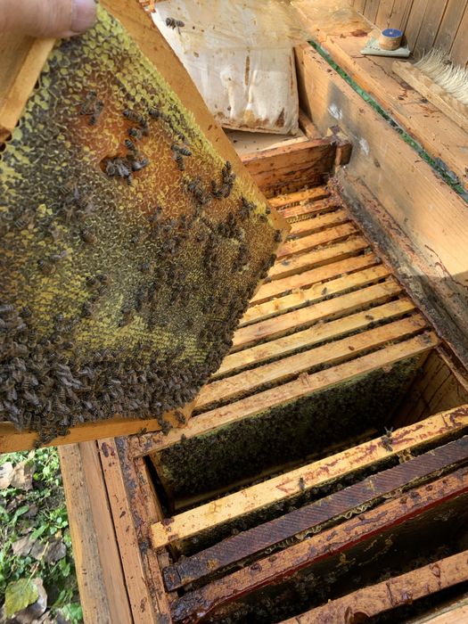 Продам бджолопакети карпатка!