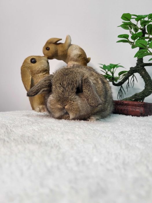 Króliczki Mini Lop. Piękne maluszki.