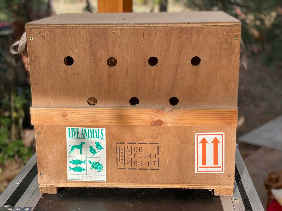 Skrzynia transportowa dla psa/kota do samolotu – drewniana IPPC