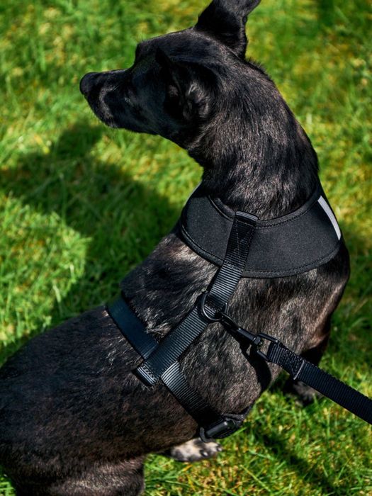 Повідець для собаки ошийник нашийник упряжка